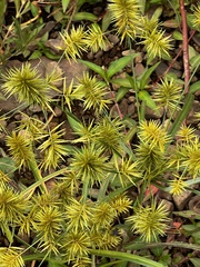 Cyperus strigosus
