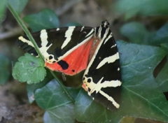 Euplagia quadripunctaria