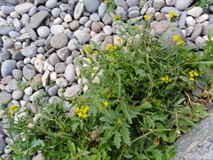 Rorippa sylvestris