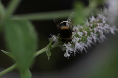 Eristalis intricaria