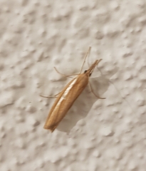 Agriphila