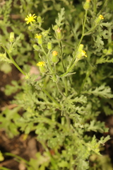 Senecio viscosus