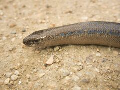 Anguis fragilis