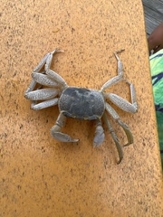Ocypode quadrata