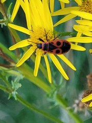 Pyrrhocoris apterus