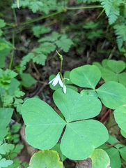 Oxalis trilliifolia