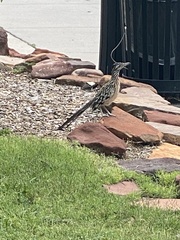 Geococcyx californianus