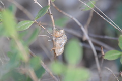 Cicadidae