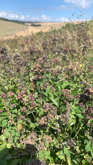 Origanum vulgare