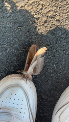 Antheraea polyphemus