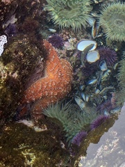Pisaster ochraceus
