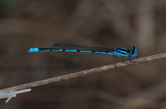 Enallagma doubledayi