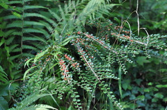 Cotoneaster horizontalis