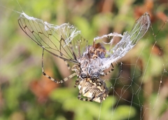 Argiope lobata