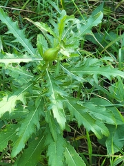 Cirsium arvense