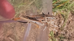Platycleis affinis
