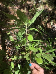 Rhododendron occidentale