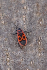 Pyrrhocoris apterus