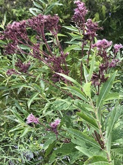 Eutrochium maculatum