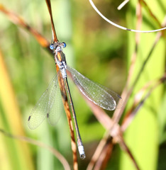 Lestes sponsa