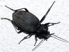 Carabus coriaceus
