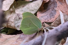 Gonepteryx cleopatra