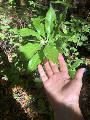 Rhododendron occidentale