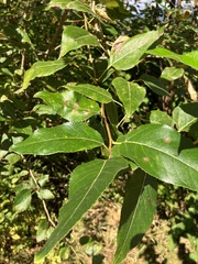 Populus trichocarpa
