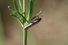 Angustalius malacellus