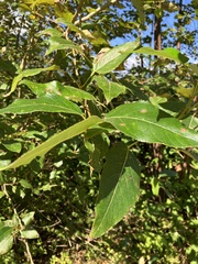 Populus trichocarpa