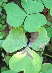 Oxalis trilliifolia