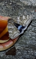 Catocala fraxini