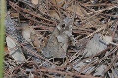 Hipparchia statilinus