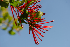 Tristerix corymbosus