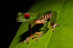 Agalychnis callidryas