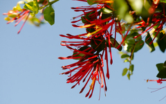 Tristerix corymbosus