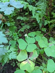 Oxalis trilliifolia