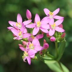 Centaurium erythraea