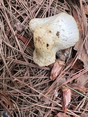 Lactifluus piperatus