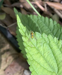 Condylostylus comatus