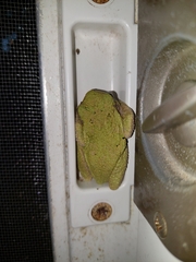 Hyla versicolor