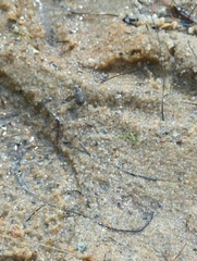 Cicindela repanda