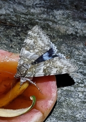 Catocala fraxini