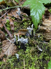 Xylaria hypoxylon