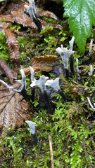 Xylaria hypoxylon