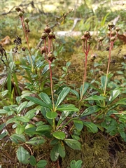 Chimaphila umbellata