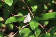 Loxostege aeruginalis