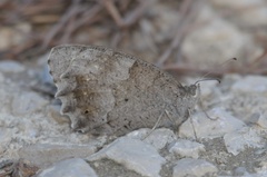 Hipparchia statilinus