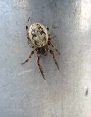 Larinioides cornutus