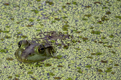 Lithobates catesbeianus